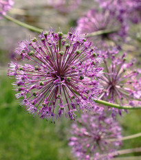 Cesnak Akbulak - Allium - predaj cibuľovín - 3 ks