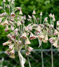 Cesnak sicílsky - Allium siculum - predaj cibuľovín - 5 ks