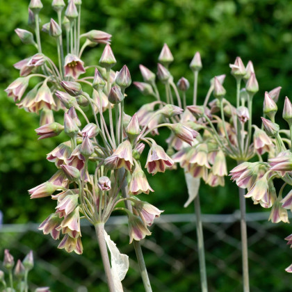 Cesnak sicílsky - Allium siculum - predaj cibuľovín - 3 ks