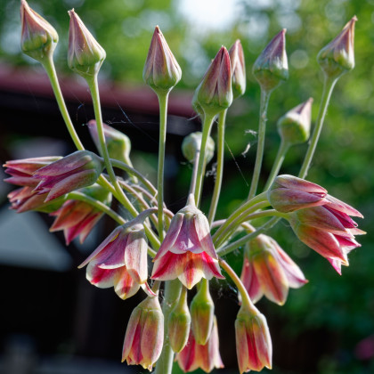 Cesnak sicílsky - Allium siculum - predaj cibuľovín - 3 ks