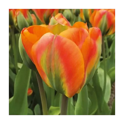 Tulipán Orange Marmelade - Tulipa - predaj cibuľovín - 3 ks