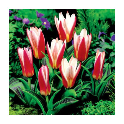 Tulipán Hearts Delight - Tulipa - predaj cibuľovín - 3 ks