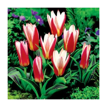 Tulipán Hearts Delight - Tulipa - predaj cibuľovín - 3 ks