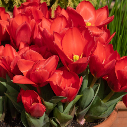 Tulipán Showinner - Tulipa - predaj cibuľovín - 3 ks