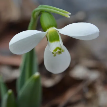 Snežienka Polar Bear - Galanthus elwesii - predaj cibuľovín - 3 ks