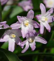 Modravka Pink Giant - Chionodoxa forbesii - predaj cibuľovín - 5 ks