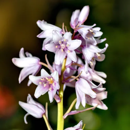 Scila zvonkovitá ružová - Scilla campanulata - predaj cibuľovín - 3 ks