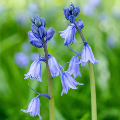 Scila zvonkovitá modrá - Scilla campanulata - predaj cibuľovín - 3 ks