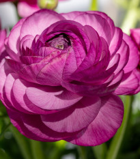 Iskerník Tomer Purple - Ranunculus asiaticus - predaj cibuľovín - 3 ks