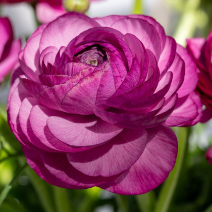 Iskerník plnokvetý Tomer Purple - Ranunculus asiaticus - predaj cibuľovín - 3 ks