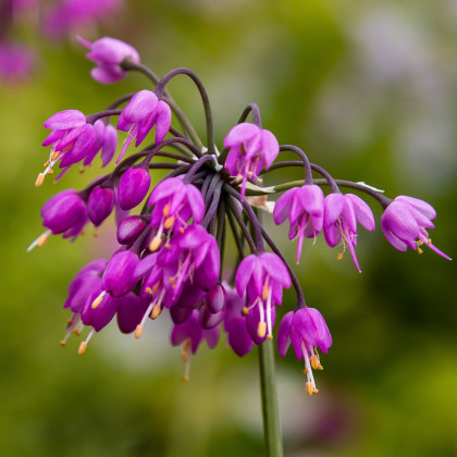 Cesnak previsnutý - Allium cernuum - predaj cibuľovín - 3 ks