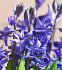 Hyacint mnohokvetý modrý - Hyacinthus - predaj cibuľovín - 1 ks