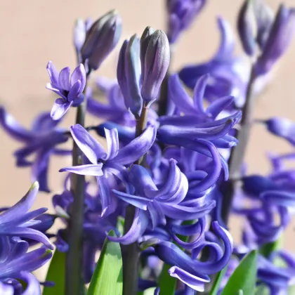 Hyacint mnohokvetý modrý - Hyacinthus - predaj cibuľovín - 1 ks