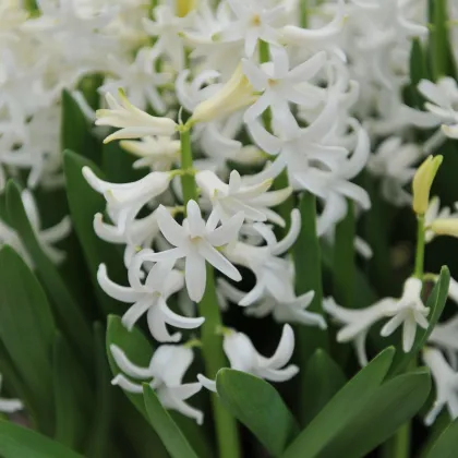 Hyacint mnohokvetý biely - Hyacinthus - predaj cibuľovín - 1 ks