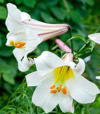 Ľalia kráľovská - Lilium regale - predaj cibuľovín - 1 ks