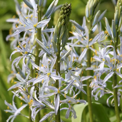 Ladoník bledomodrý - Camassia cusickii - predaj cibuľovín - 2ks