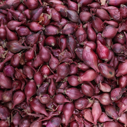 Cibuľa sadzačka ozimná Akado - Allium cepa - predaj cibuliek - 250 g