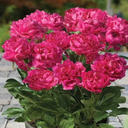 Pivonka Patio London - Paeonia Lactiflora - predaj cibuľovín - 1 ks