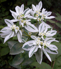 Mliečnikovka obrúbená - Euphorbia marginata - predaj semien - 20 ks