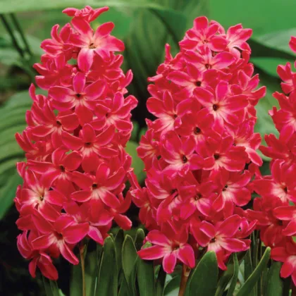 Hyacint Red Glory - Hyacinthus - predaj cibuľovín - 1 ks