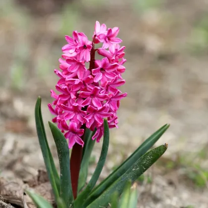 Hyacint Miss Saigon - Hyacinthus - predaj cibuľovín - 1 ks