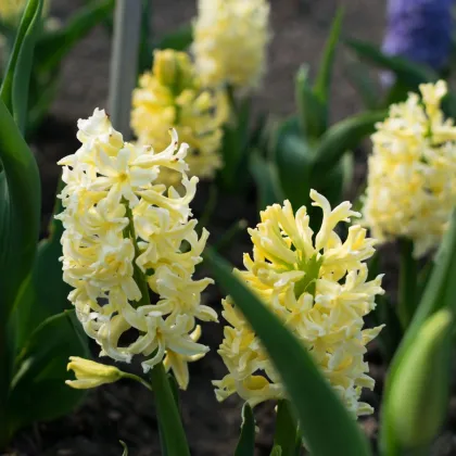 Hyacint Gipsy Princess - Hyacinthus L. - predaj cibuľovín - 1 ks