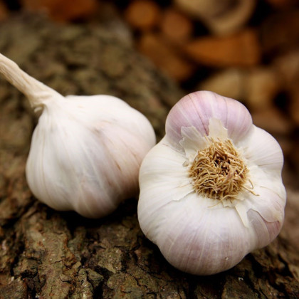 Sadbový cesnak Matinka - Allium sativum - nepaličák - predaj cesnaku - 1 balenie