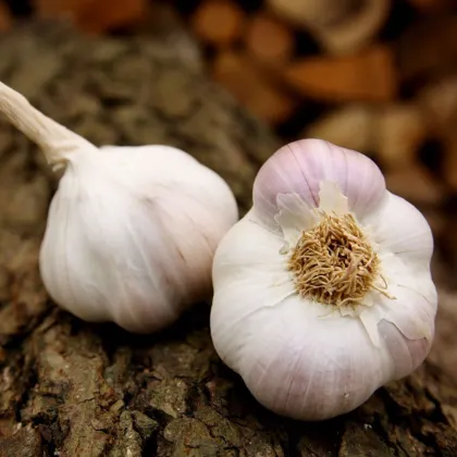 Sadbový cesnak Matinka - Allium sativum - nepaličák - predaj cesnaku - 1 balenie