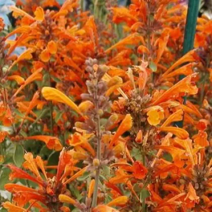 Agastache Apricot - Agastache aurantiaca - semiačka - 20 ks