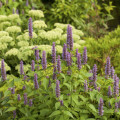 Agastache feniklová alebo anízová - Agastache foeniculum - semiačka - 250 ks