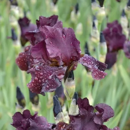 Kosatec nízky Cherry Garden - Iris pumila - predaj hľúz - 1 ks