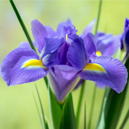 Kosatec Sapphire Beauty - Iris hollandica - predaj cibuľovín - 3 ks