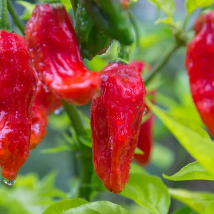 Chilli Bhut Jolokia - Capsicum chinense - predaj semien - 5 ks