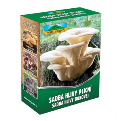 Hliva pľúcna - Pleurotus pulmonarius - sadivo - predaj - 250 ml