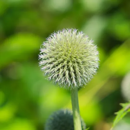 Bielotŕň guľatohlavý - Echinops sphaerocephalus - semiačka - 6 ks