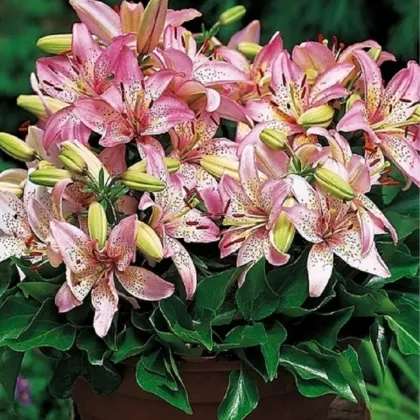 Ľalia Pink Pixie - Lilium - predaj cibuľovín - 1 ks