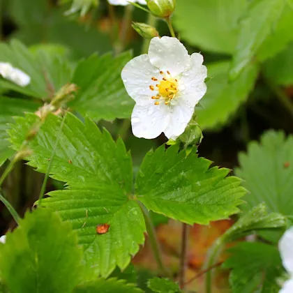 Jahodník alpský Baron von Solemacher - Fragaria vesca - predaj semien - 15 ks