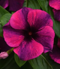 Katarant Tatoo Black Cherry - Catharanthus roseus - predaj semien - 30 ks