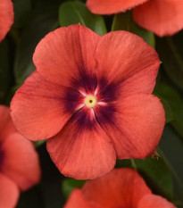 Katarant Tatoo Tangerine - Catharanthus roseus - predaj semien - 30 ks