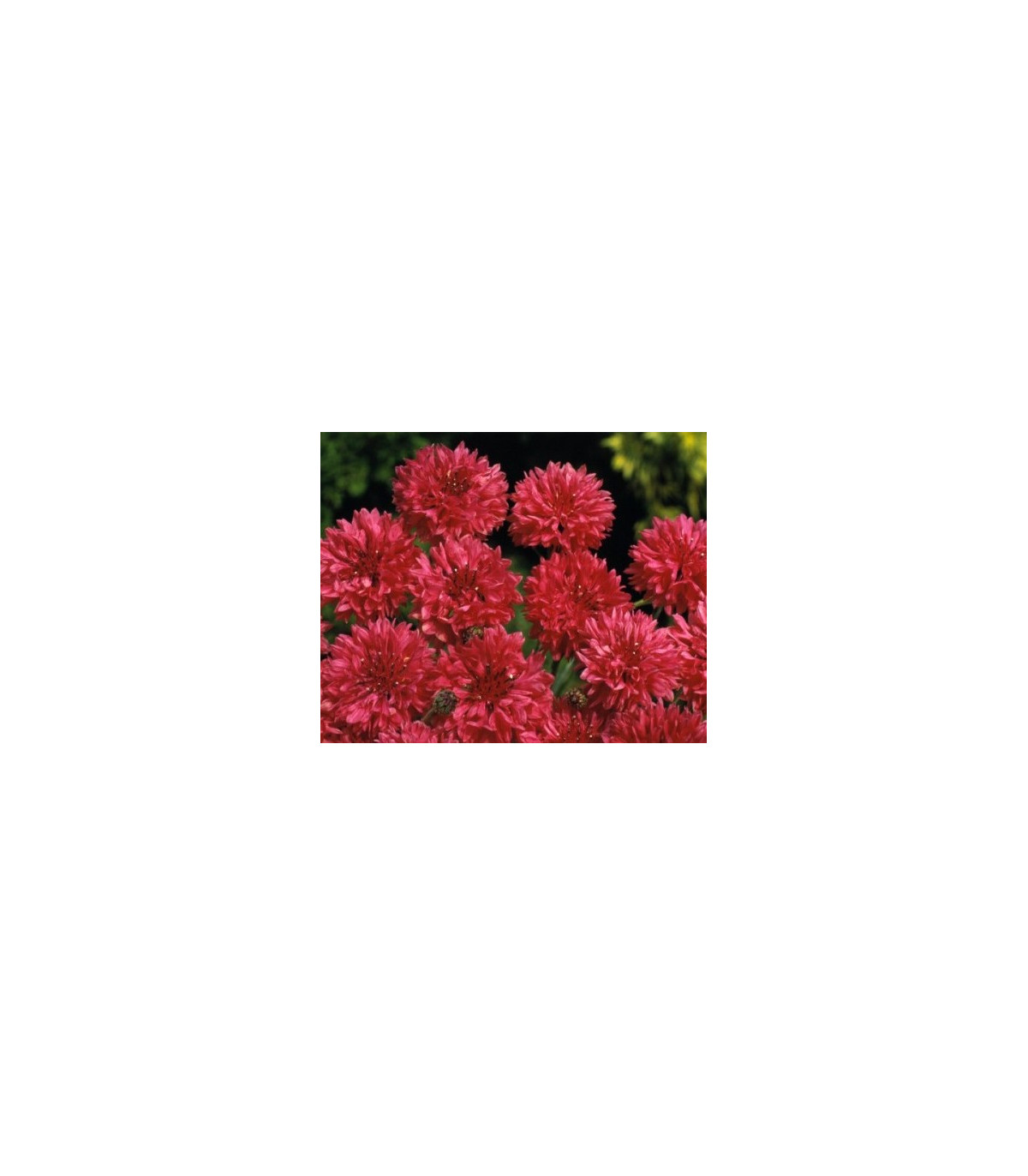 Nevädza poľná červená - Centaurea cyanus - semiačka - 100 ks