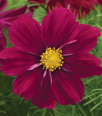 Krasuľka Sonata Purple Shades - Cosmos bipinnatus - predaj semien - 15 ks