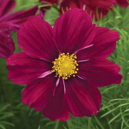 Krasuľka Sonata Purple Shades - Cosmos bipinnatus - predaj semien - 15 ks