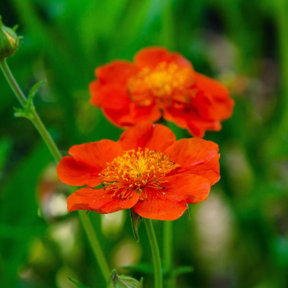 Kuklík šarlátový Koi - Geum coccineum - predaj semien - 20ks