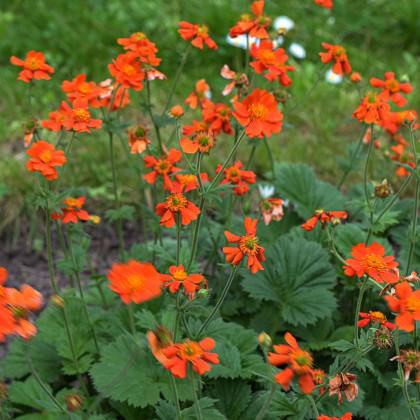 Kuklík šarlátový Koi - Geum coccineum - predaj semien - 20ks