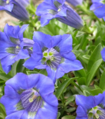 Horec úzkolistý - Gentiana angustifolia - semiačka - 8 ks