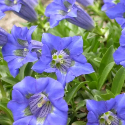 Horec úzkolistý - Gentiana angustifolia - semiačka - 8 ks