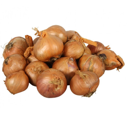 Cibuľa šalotka Red Sun - Allium Cepa - predaj cibule - 500 g