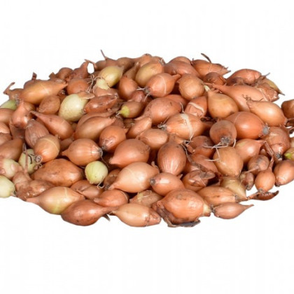 Cibuľa sadzačka žltá Hercules - Allium Cepa - predaj cibuliek - 250 g