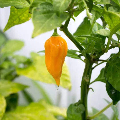 Chilli Bhut Jolokia žltá - Capsicum chinense - predaj semien - 5 ks