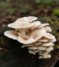 Hliva ustricová - Pleurotus ostreatus - sadivo - predaj - 250 ml